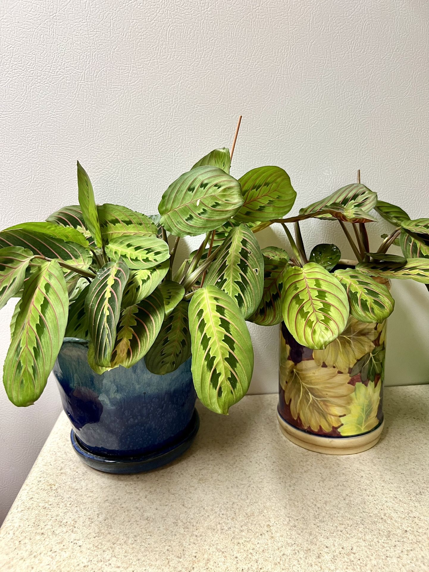 Prayer 🙏 Plants 🪴 