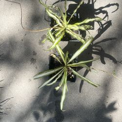 2 Spider Plants