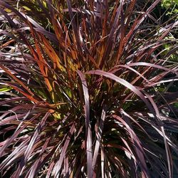 Red Fountain Grass 3gl $5.00🪴
