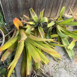 Bromeliads