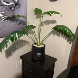 Plants