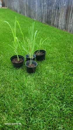 Lemon grass