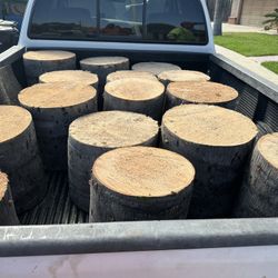 Palm Tree Stumps