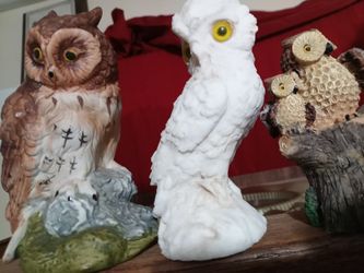 Owls 
