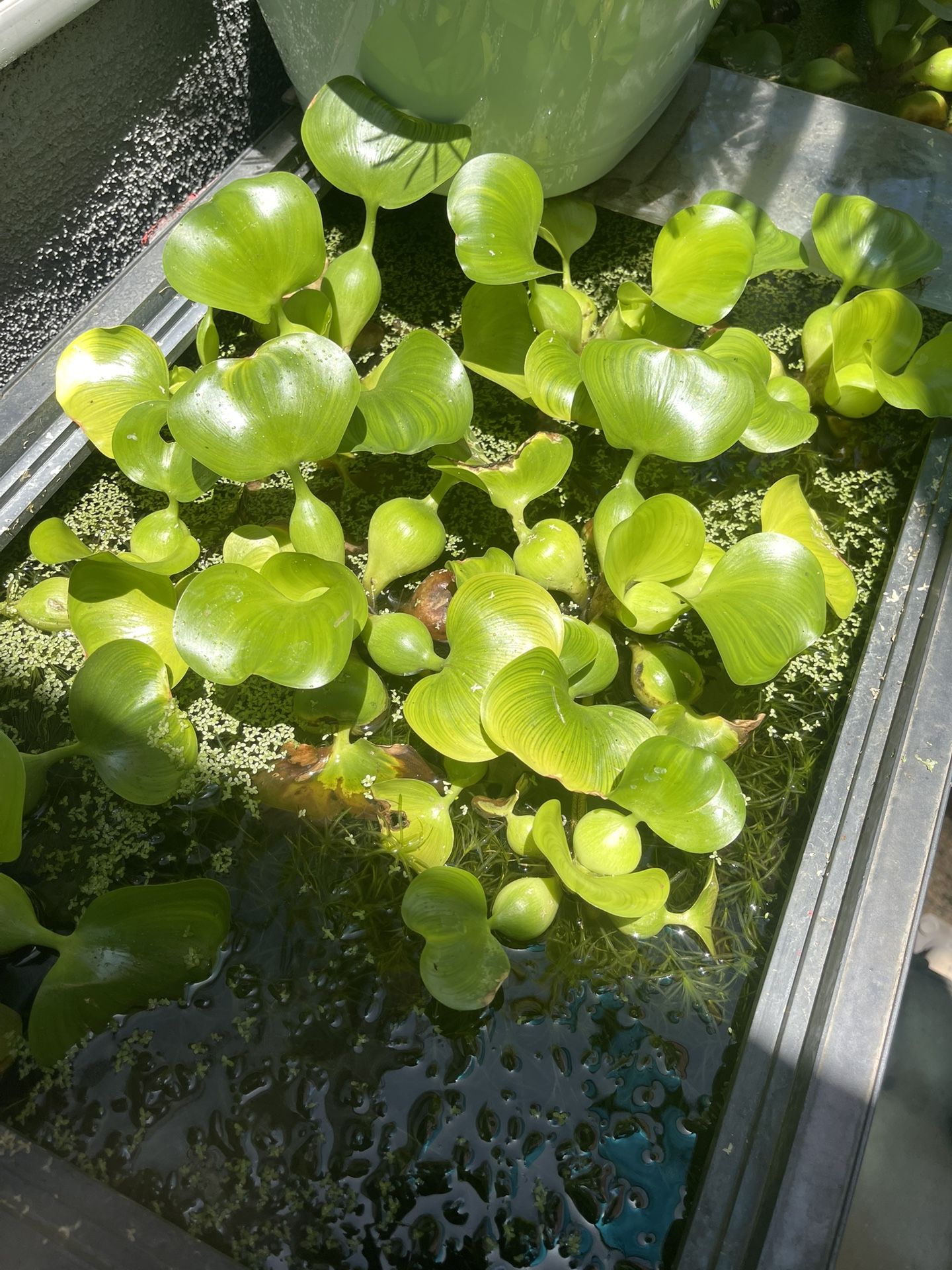 water hyacinth