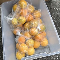 Oranges fresh from backyard