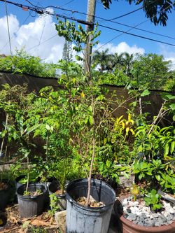 Star Fruit ( Carambola)