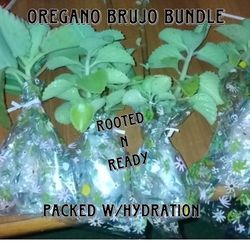 Oregano Brujo 8 rooted Clippings