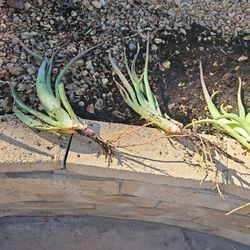 Aloe Vera Plant ?