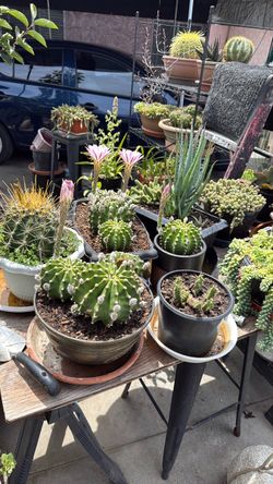 $10 plants!