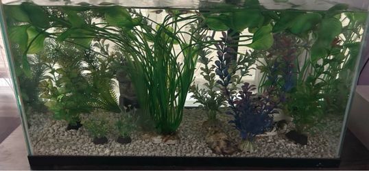 Fishtank