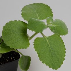 French Thyme/ Cuban Oregano