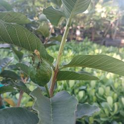 Fruit Trees 7gl $50🥑🥭🍊