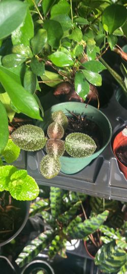 Episcia grey lady flame violet