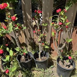 Guava Trees & Crown Of Thorns 