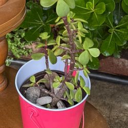 Elephant bush, Portulacaria afra, Jade plant -