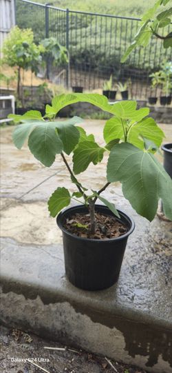 Fig Tree