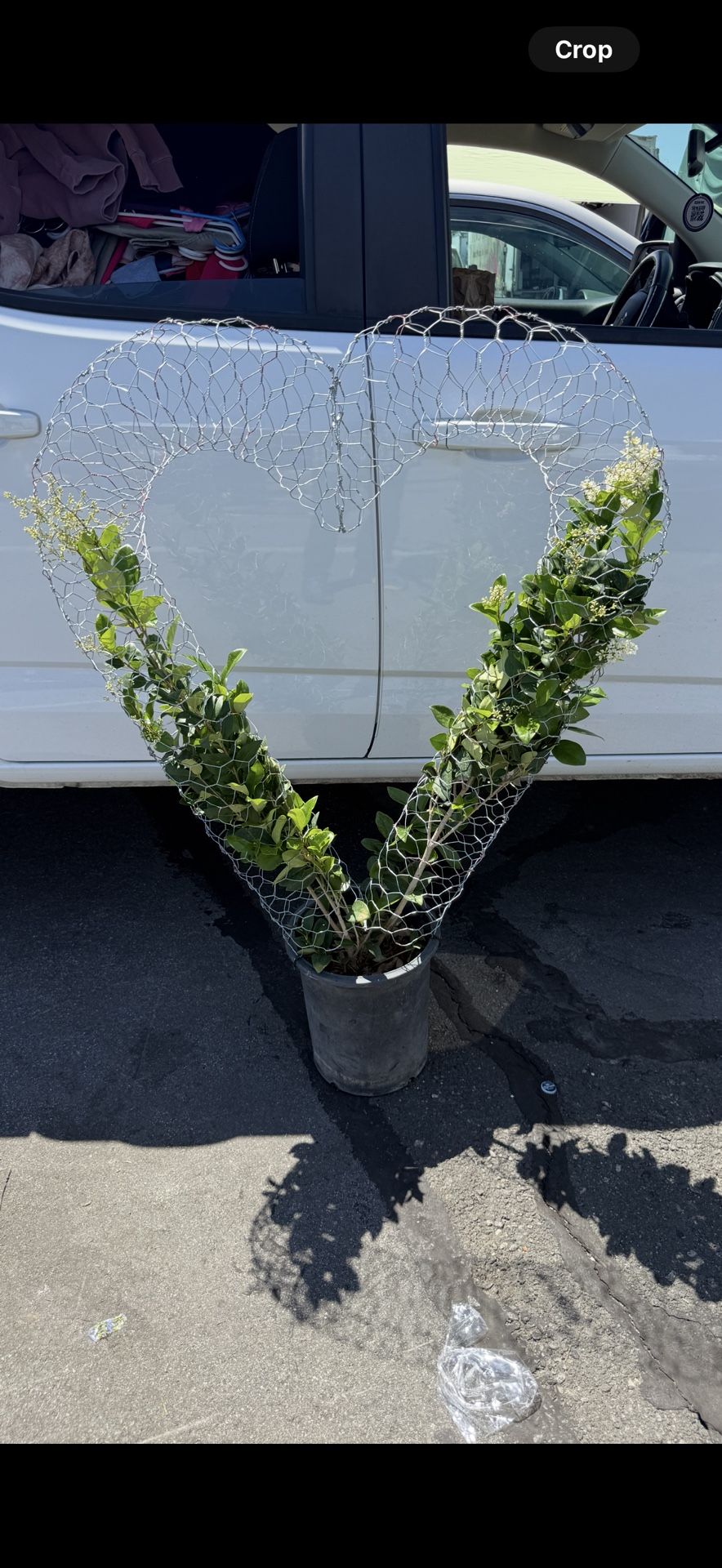 Heart Topiary With Plants 