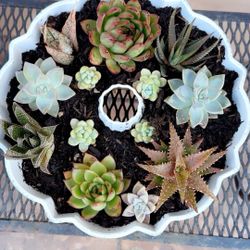 Succulents Pots