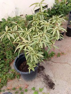Dwarf Nectarine Tree