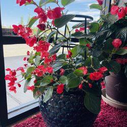 Huge Begionia Blooming 5 Gallons   🪴😍❤️🎈 $59Without Ceramic Pot , $99 With Planter