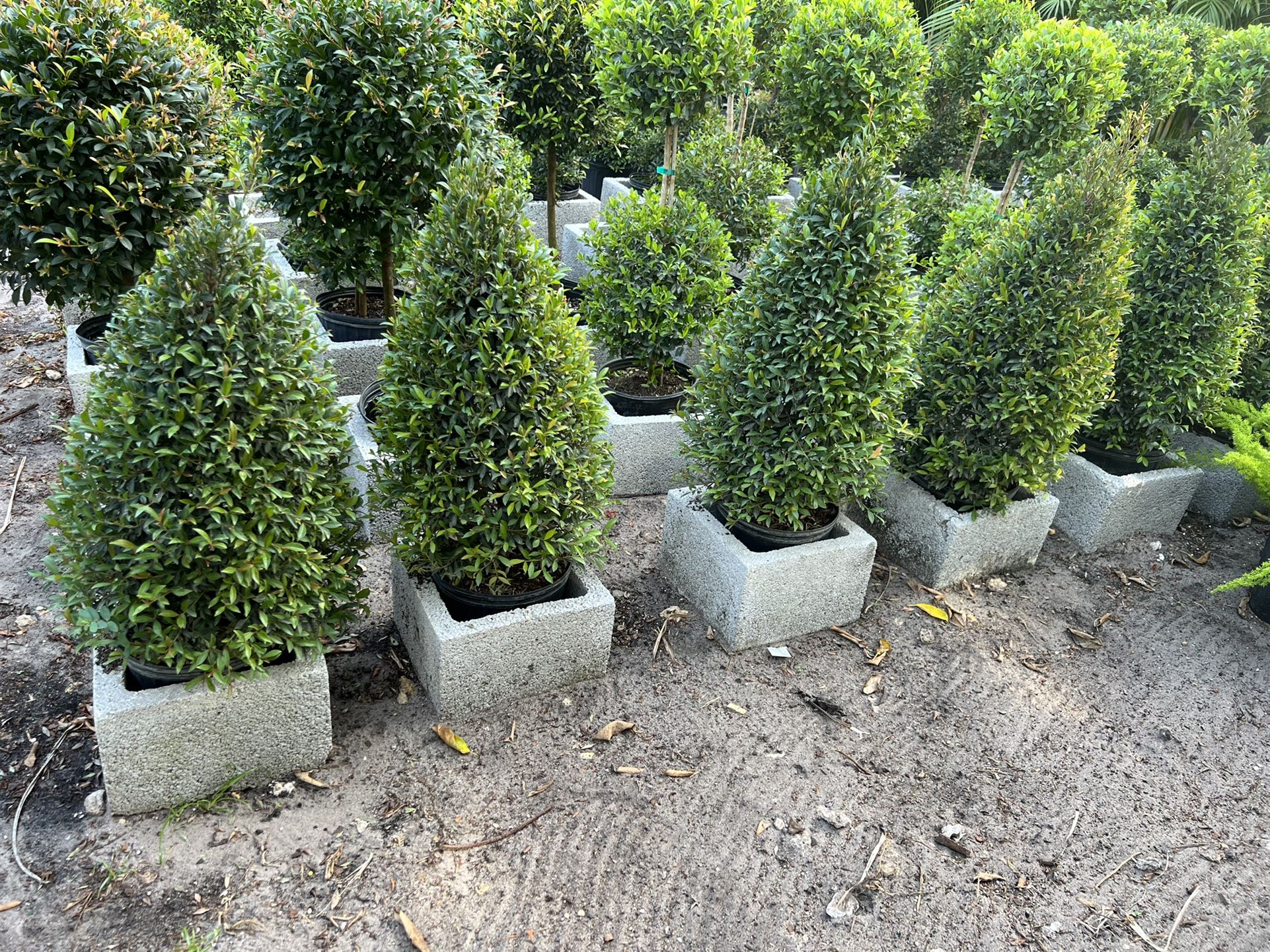 Small Cone Topiary In 3 gls Pot. SPECIAL PRICE 🤩