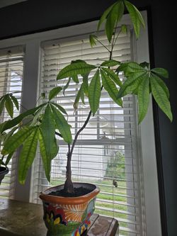 Money Tree