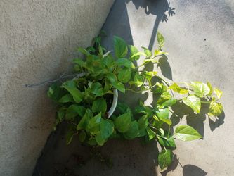 planta de enredadera