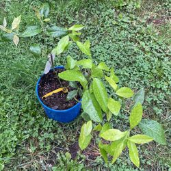 Meyer Lemon Tree Limón Amarillo 