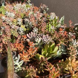 Succulent’s Plants 🌵🪴