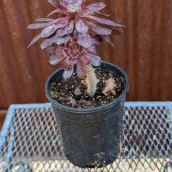 Black Rose Succulent 