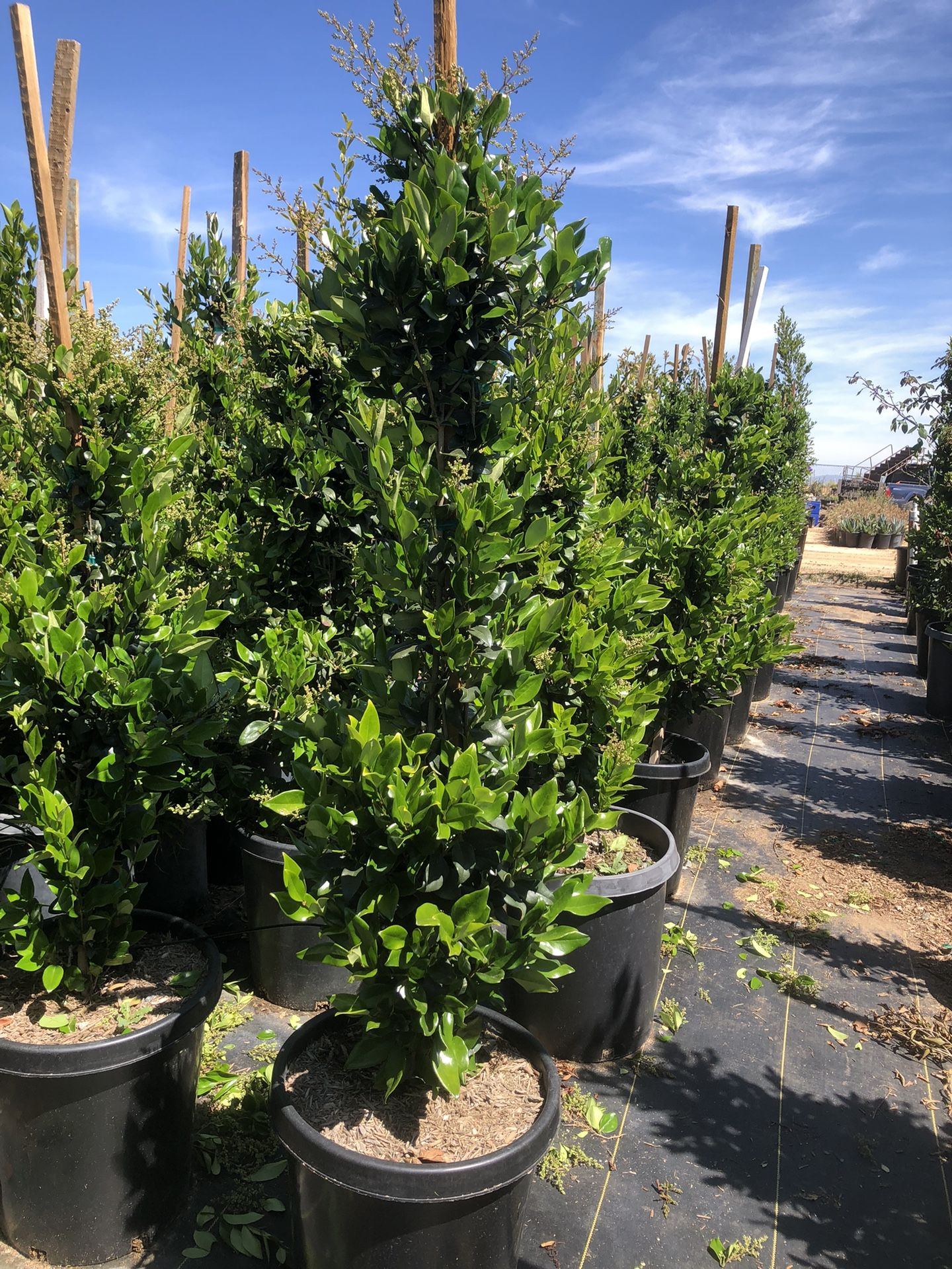 Ligustrum japonicum, wax-leaf privet, Japanese privet , hedge and ...