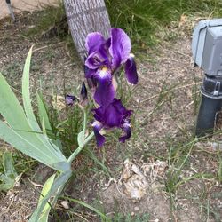 Iris