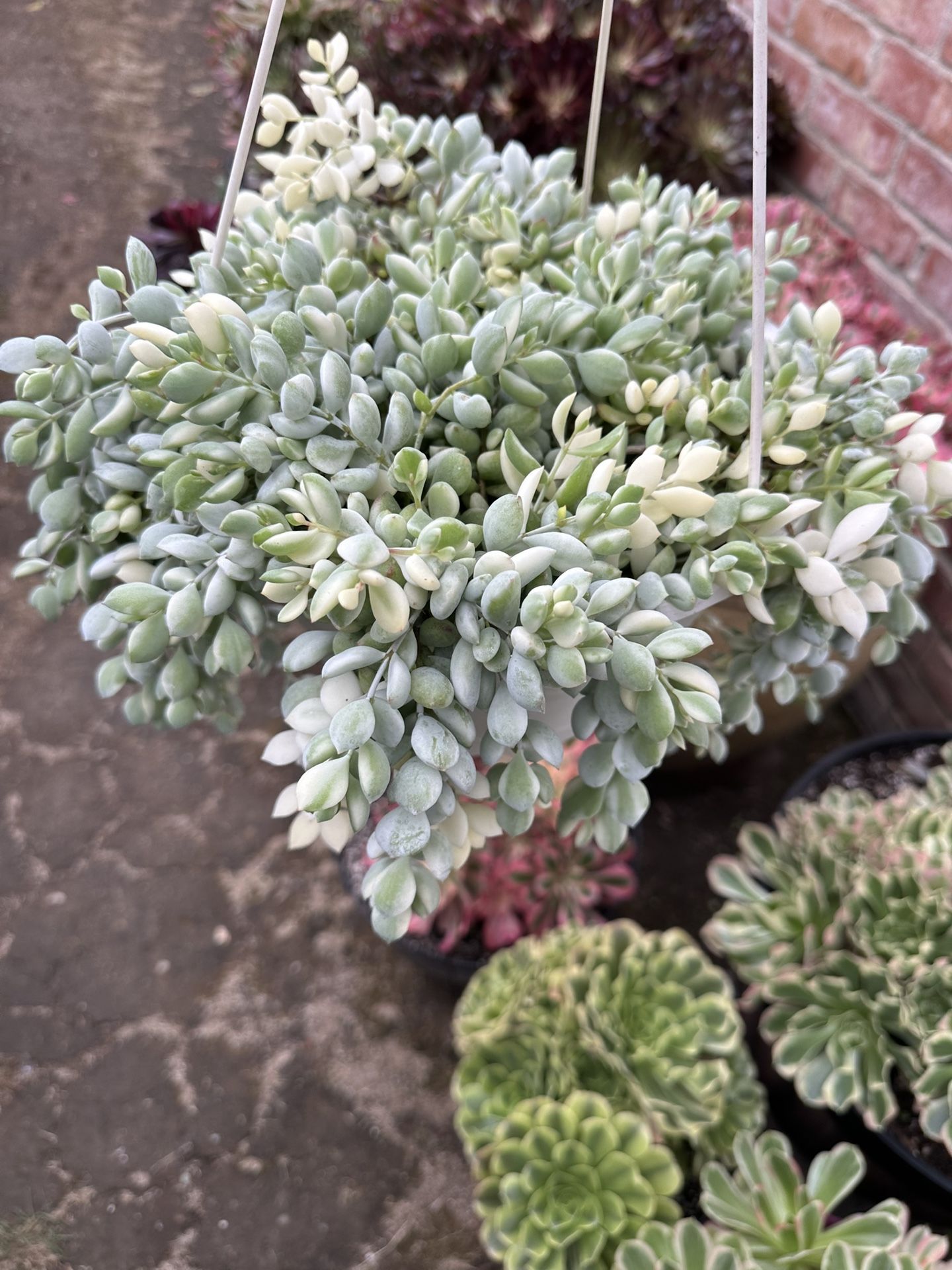 Variegated Cotyledon Pendens( Korean Succulent, Rare Succulent.