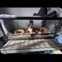 Reptile Cage