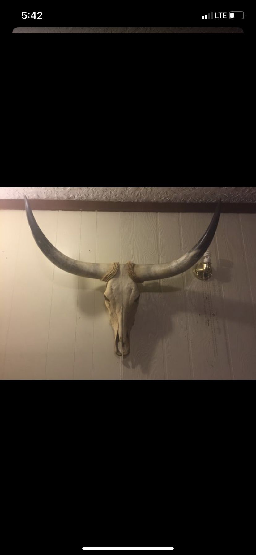 Authentic Longhorn Skull