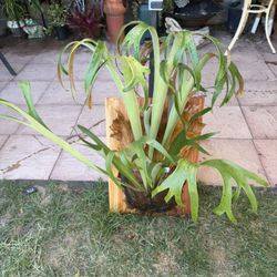 2 Gorgeous Staghorn Ferns Mounted On Redwood, Ready To Hang