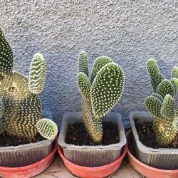 Opuntia microdasys albata 'Bunny Ears', Rooted Cactus plant