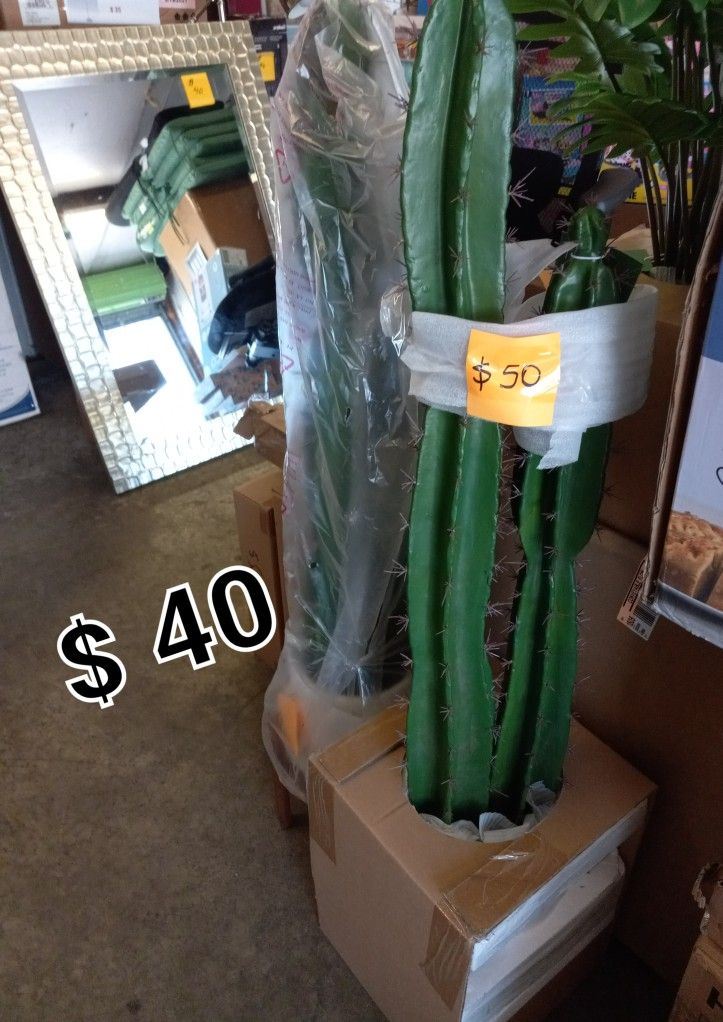 New Cactus