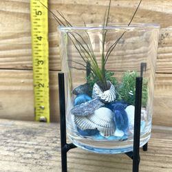 Air Plant In Scenic Glass Jar