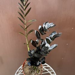 6” Raven Zz Plant