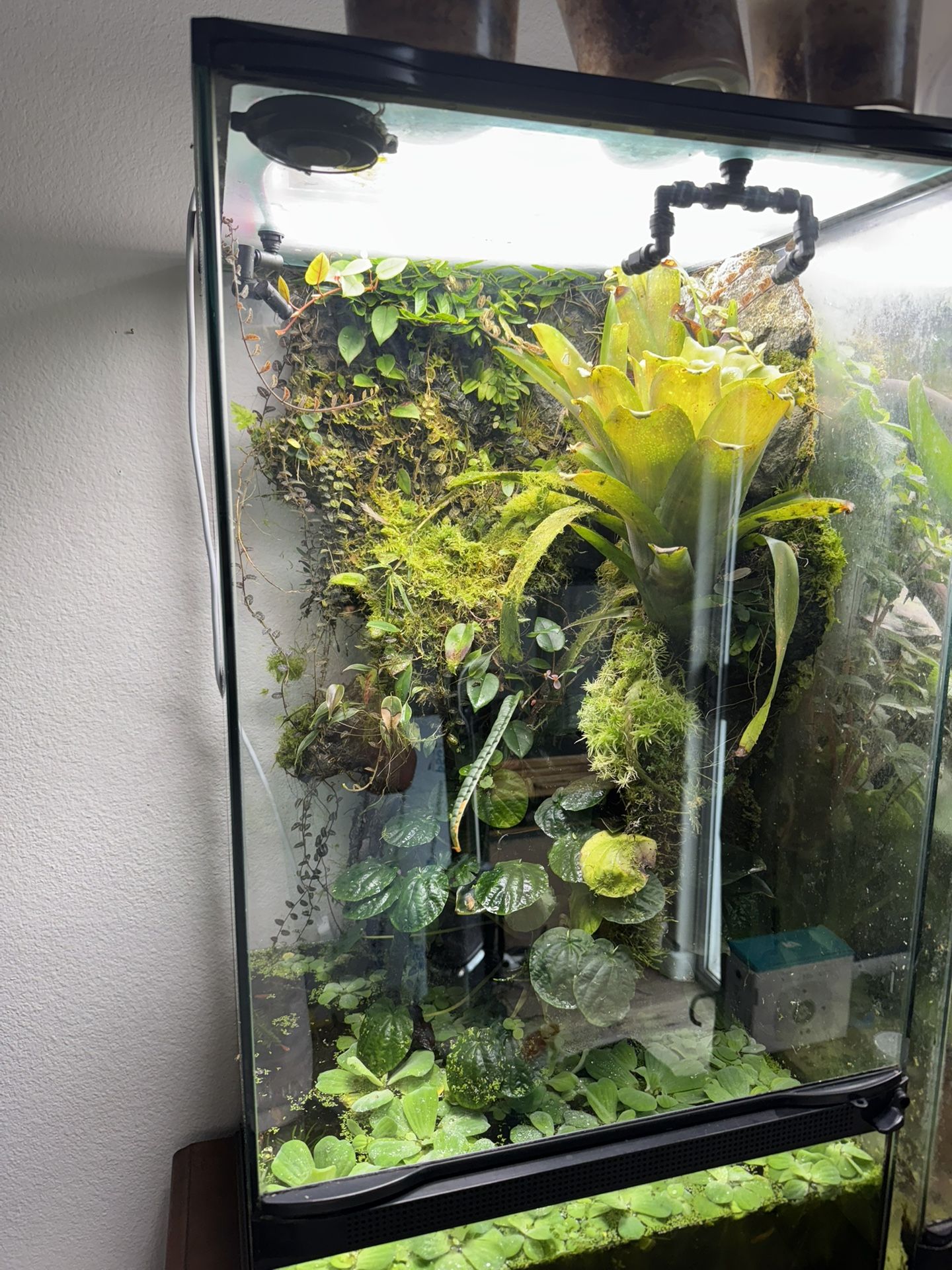 181836 Paludarium