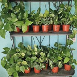 Golden Pothos Plants Pretty Fillers ❤️