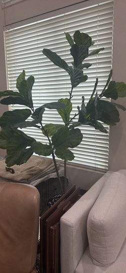 Faux 6” Fiddle Lead Fig Tree