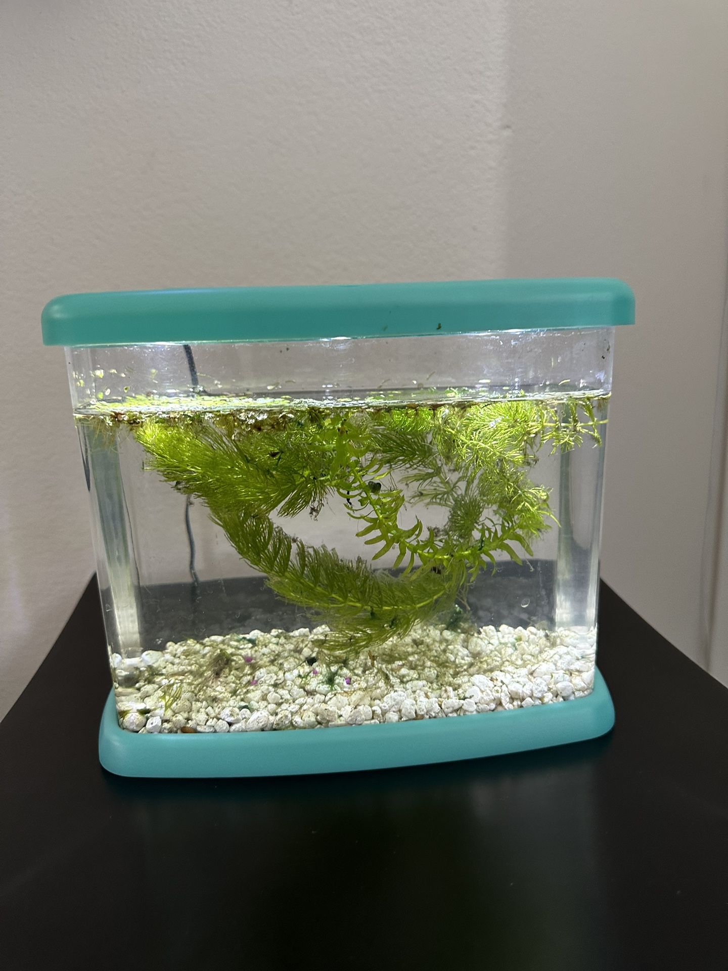 1 gallon betta tank fish bowl with light real plants and gravel mini aquarium 