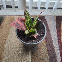 Plant 