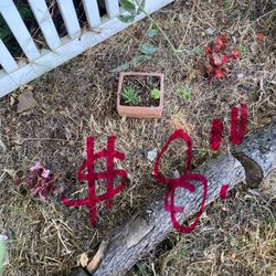 Live Succulents-potted