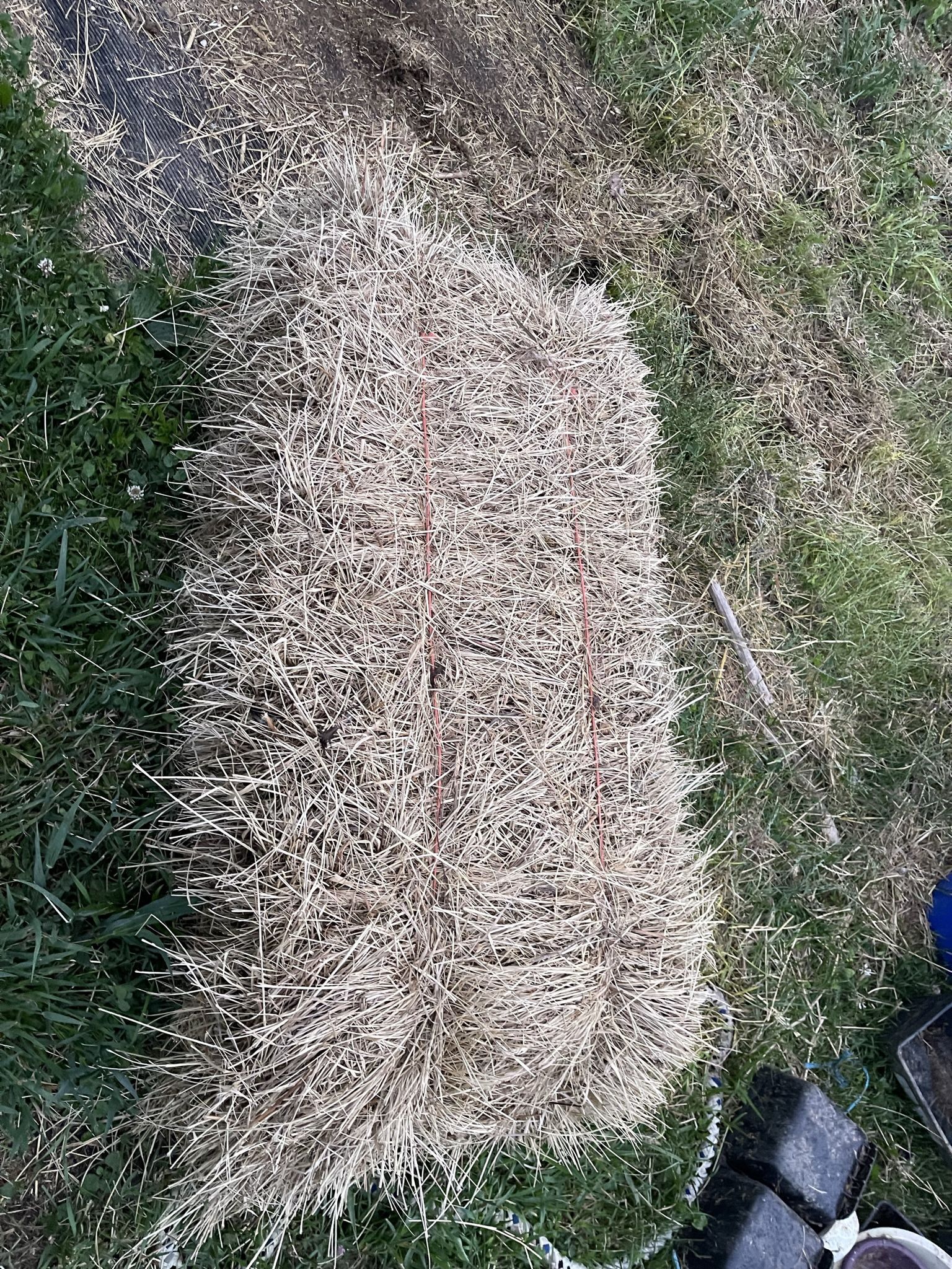 Old Hay