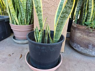 Snake Plant in Black Nursery Pot