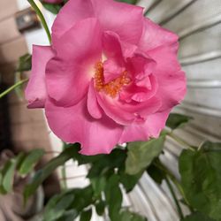 Pink Rose Bush Plant Flower 